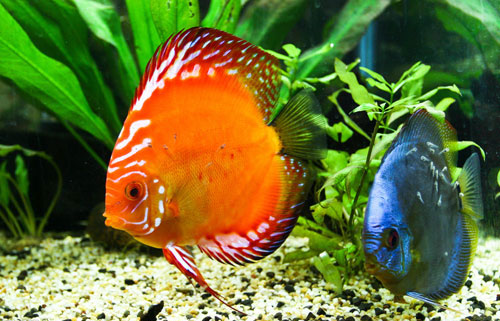 居家養魚風水講究，怎么養魚招財運？