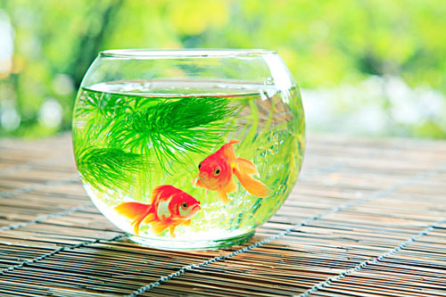居家養魚風水講究，怎么養魚招財運？